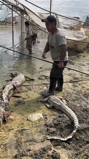 Daily feeding and catching crocodiles #shorts #crocodiles