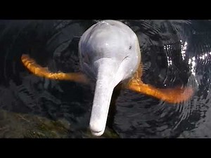 アマゾン川のカワイルカ