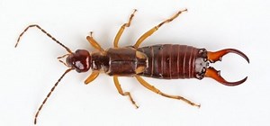 Do Earwigs Bite? Pictures, Symptoms, Treatment – Treat, Cure Fast