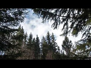 Strong Wind Blowing Through Spruce Forest 1 Hour / Wind Sound Relaxation