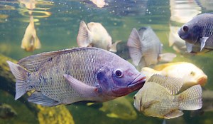 Small Scale Backyard Fish Farming – Mother Earth News