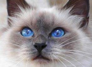 Birman Cats For Adoption - Adopt A Pre-Loved Birman Cat Or Kitten - Pet Rehoming Network
