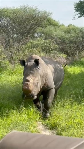 Meet 𝘽𝙤𝙣𝙩𝙨𝙞 a “Soldier without a gun” It seems that cutting off the horns of rhinos to protect them from the escalating appetite of poachers has had a positive impact. When this initiative was introduced I was not in full support and feared that the rhino will be an easy meal for predators. I remember asking rhetorically in Parliament, “who fears a soldier without a gun”. I was wrong, even lions don’t want to come across a rhino. We came across a rhino nicknamed 𝘽𝙤𝙣𝙩𝙨𝙞 by the rangers