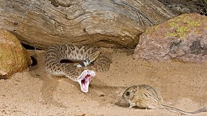 A Pit Viper Snake Can 'See' You, Even in the Dark