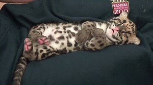 6.7K views · 888 reactions | Clouded leopard kitten ~**~ Котёнок Дымчатый леопард #AmursOfTheRussianFarEast #cloudedleopard #леопард | Wild Cats of the Far East / Дикие Кошки Дальнего Востока | Facebook