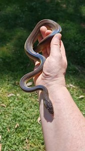 Rainbow water python showcasing her beautiful iridescent scales. 🌈 | Black Snake Productions