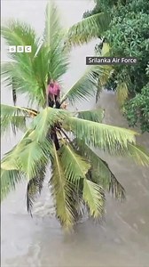 வெள்ளத்தில் இருந்து தப்பிக்க தென்னை மரத்தில் ஏறிய நபர்; மீட்ட இலங்கை Air Force |Sri lanka Flood