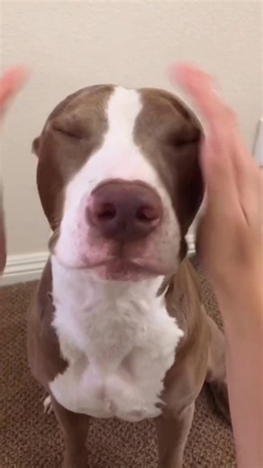 Dogs being both hilarious and adorable 🐶💖😂#funnydogs #doglover #dogsoftiktok #usa #cutedog