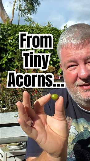 Developing Mighty Oak Bonsai From Tiny Acorns