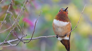 The tiny yet tenacious Rufous Hummingbird makes one of the longest migratory journeys of any bird in the world as measured by body size, traveling up to several thousand miles one way. Want to learn how to track migration and know when it will return? Learn more: https://abcbirds.org/blog20/tracking-bird-migration/ Video: Rufous Hummingbird by Don DesJardin | American Bird Conservancy