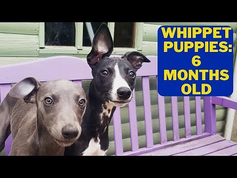Our Whippet Puppies: 6 months old!