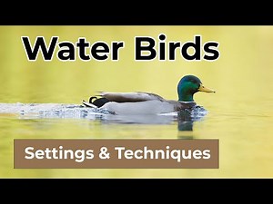 How to Photograph Water Birds - Camera Settings & Techniques