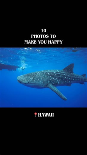 Which of these 10 Hawaii wildlife photos is your favorite? 😀📷 From whale sharks and humpback whales to Hawaiian green sea turtles and Hawaiian spinner dolphins – these are the unforgettable marine moments you can experience in Hawaii. If you‘re searching for Hawaii wildlife tours or ocean adventures, these moments show exactly why Hawaii is one of the best destinations in the world. Nature in Hawaii is calling. 🌺🌊 #hawaiiwildlife #hawaiimarinelife #hawaiitravel | Dolphins and You