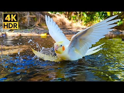 ULTRA CUTE Cockatiel Bathing Fun! 1 HOUR of Happy Chirping & Splashing (4K HDR)
