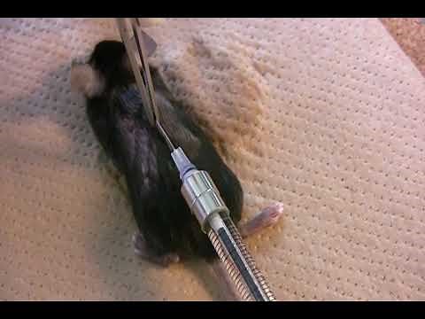 Subcutaneous (S.C.) injection in mice