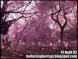 Comparing Pi Camera NoIR v1 vs V2 #piday #raspberrypi @Raspberry_Pi