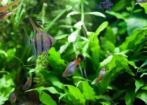 Are Angelfish Aggressive (A guide to their temperament)