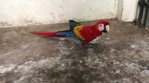 66 reactions · 5 comments | Scarlet macaw # training mode | PETS HIVE | Facebook