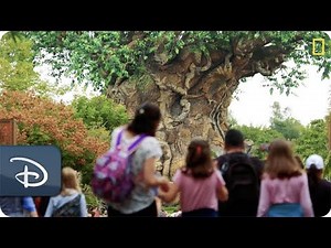 ‘Magic of Disney’s Animal Kingdom’ Returns | National Geographic
