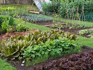 Beginners guide to starting a vegetable garden - Bunnings Australia