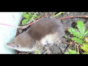 Interesting Facts about Shrew