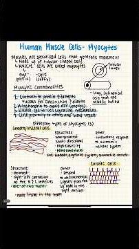 What Are Muscle Cells? Types & Function Overview
