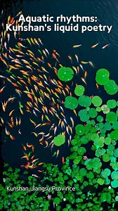 In a park in Kunshan, #Jiangsu Province, #fish swim gracefully through tranquil waters, moving in perfect harmony with lush green lotus leaves. | Xi's Moments