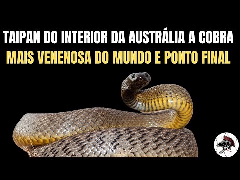 Taipan do interior da Austrália, a cobra mais venenosa do mundo e ponto final.