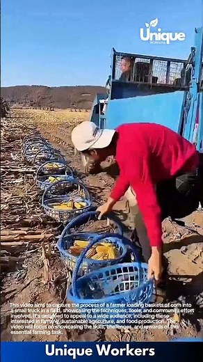 Corn harvest for beginners: a simple guide to harvesting corn