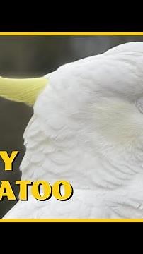 Cockatoo close up: Meet Fluffy the Most Famous Local Australian Sulphur Crested COCKATOO!