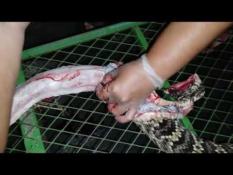 Saving a rattlesnake skin for the first time 