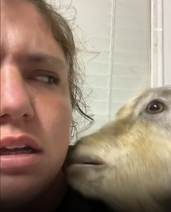 17M views · 67K reactions | "I don't think I want a goat anymore"  | LADbible | Facebook