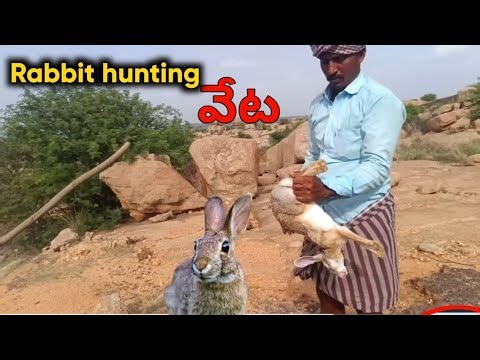 I Built DIY Rabbit Traps & కుందేలు ఉచ్చులు కట్టే విధానం.How To Make A Rabbit Snare Trap