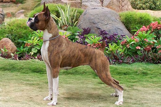 Boxer for Sale | Puppies | Pawrade.com