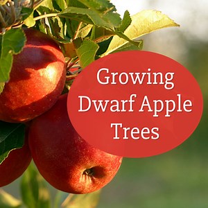 How to Grow a Dwarf Apple Tree