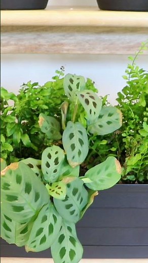 Beautiful Types of Ferns