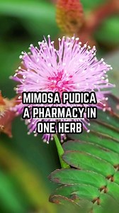 🌱Mimosa Pudica - A Pharmacy in one Herb Mimosa pudica, commonly known as the "sensitive plant" or "touch-me-not," is a perennial herb belonging to the legume family. Renowned for its intriguing response to touch, where its leaves fold and droop, Mimosa pudica is more than a botanical curiosity, as it is oftentimes referred to as “nature's pharmacy” due to its diverse array of traditional medicinal uses. Learn about 21 of its health benefits & medicinal uses by heading over to Earth’s Medicine o
