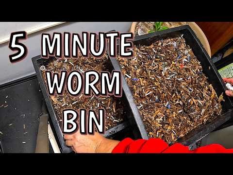 Easy Worm Bin - 5 minutes a week- Red Wigglers- Worm Factory