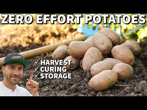 How To Grow Potatoes With NO Work With This FREE Method
