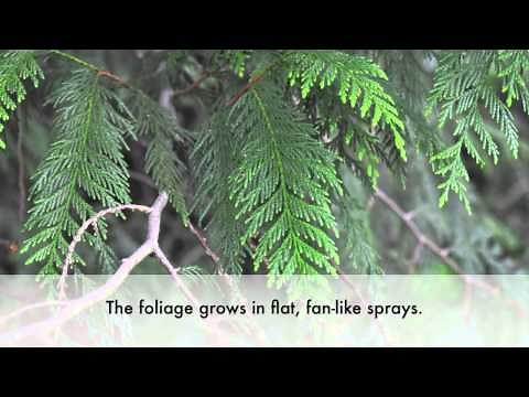 How to Identify the Western Red Cedar