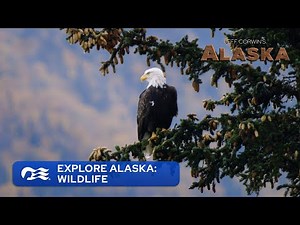 Explore Alaska: Wildlife