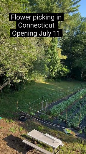 Larkspur will also be blooming that I forgot to mention. This field is going to be absolutely gorgeous and I hope you will join us. | Sterling Flower Farm LLC