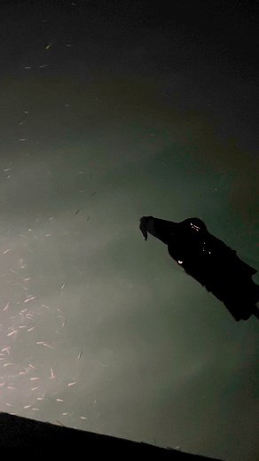 Something strange under the snook light! Who all knows what this is?? If you do, leave a comment. Have you ever seen one before? | Salt Strong