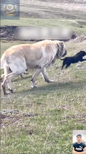 Ultimate Kangal Power – The Guardian Beast of the Mountains!