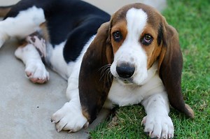 How to Help Alleviate a Dog Toe Cyst (From an Expert) | LoveToKnow Pets