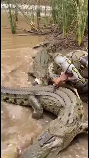 Python Defends Kill as Crocodiles Attack from All Sides