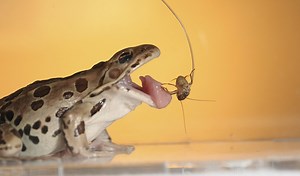 This is how a frog's tongue works - Australian Geographic