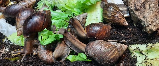 Giant African Land Snails: A Practical Care Guide