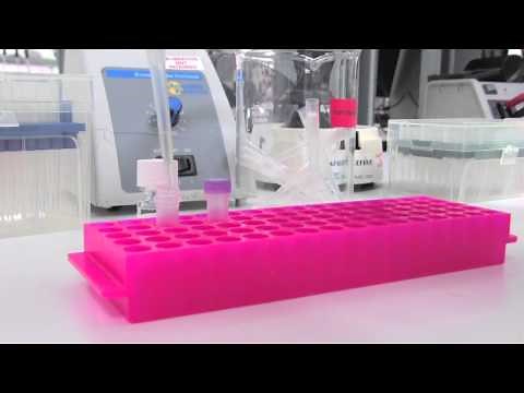 Competent Cell Transformation