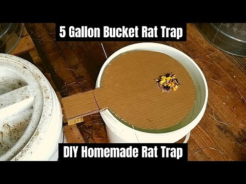 5 Gallon Bucket Rat Trap || DIY Homemade Rat Trap